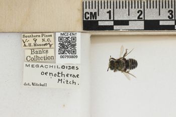 Media type: image;   Entomology 793809 Aspect: Labels